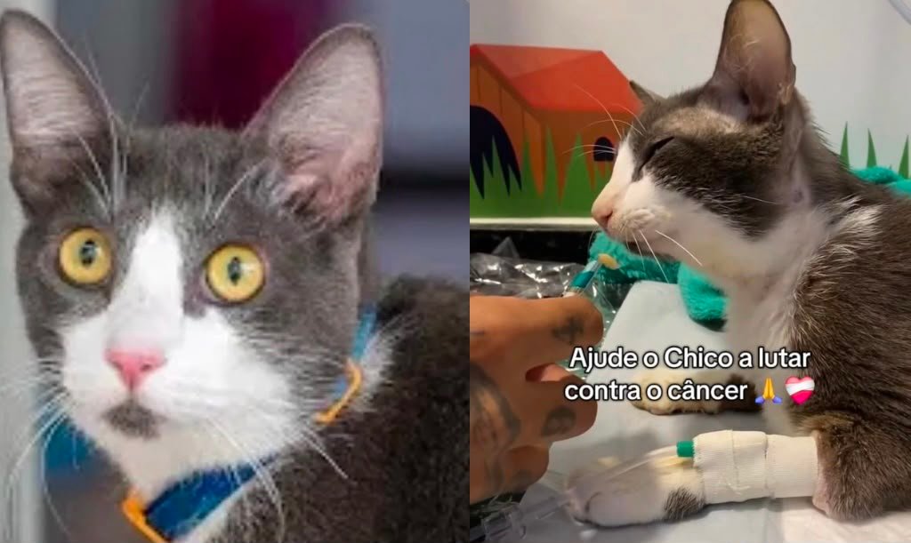 Veterinária e Gato Chico